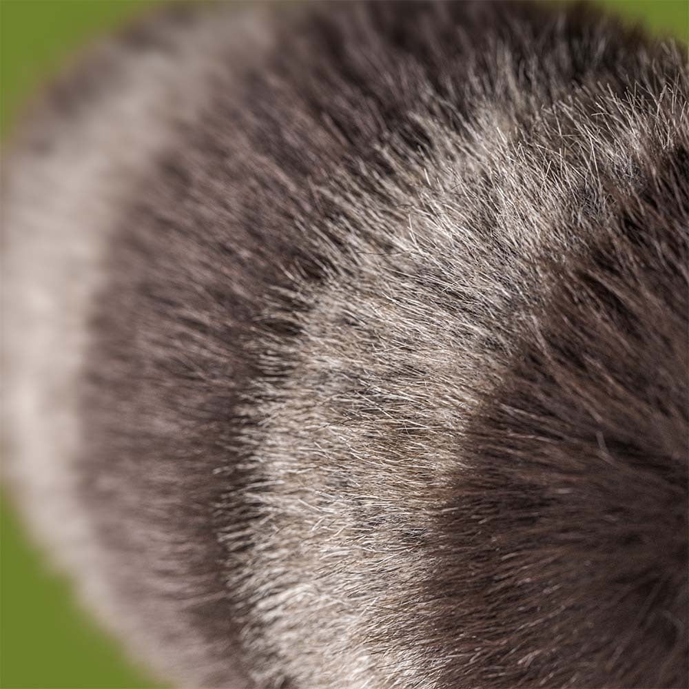JellyCat Trixiwoo | Raccoon